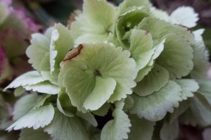 Green hydrangea petals