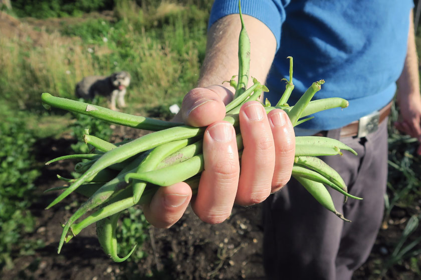 Handful of green beans