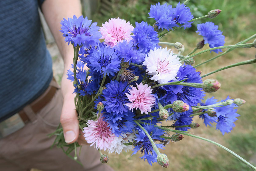 Bunch of blue and pink cornflowers