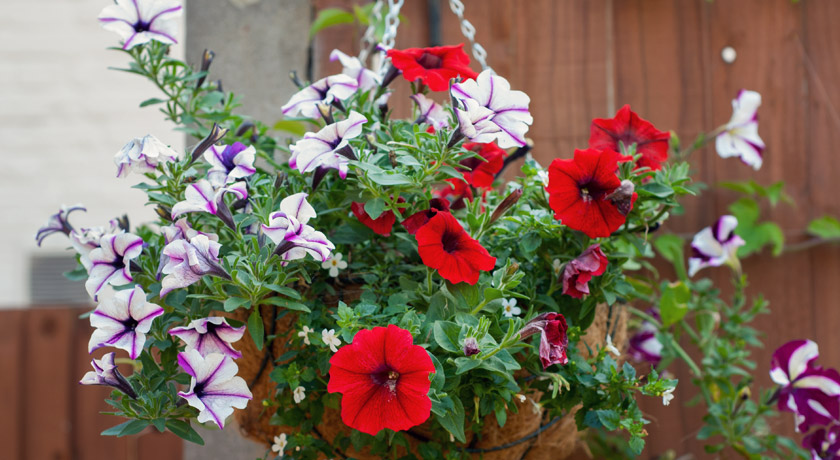 Pink and red petunias