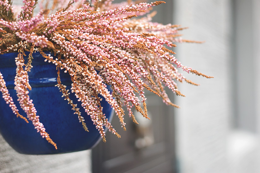 Pink heather in blue pot