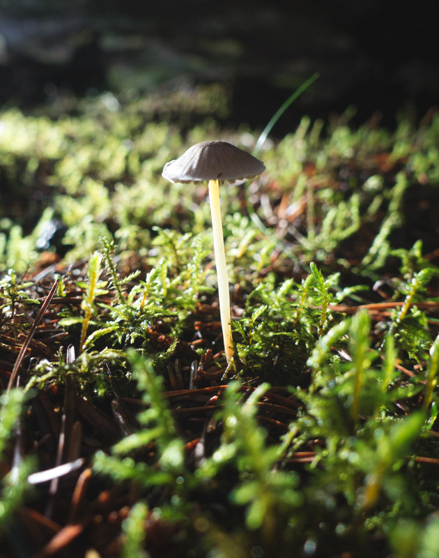 Tiny mushroom in moss