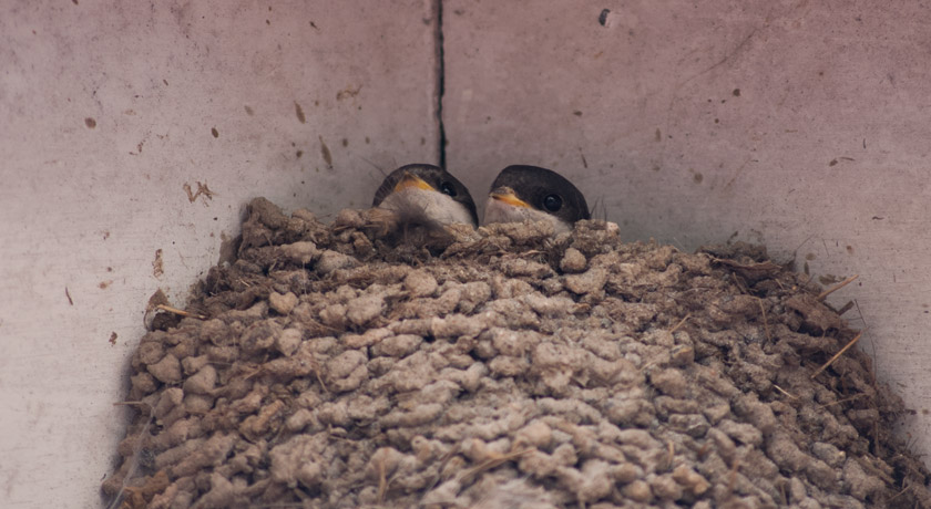 Young house martins in nest