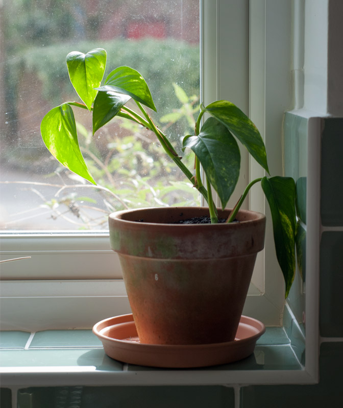 House plant on windowsill