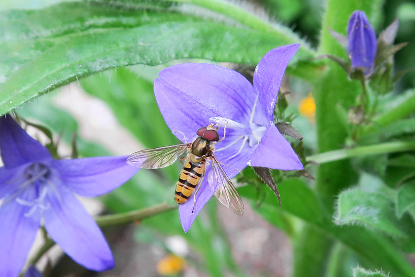 Hoverfly on purple flower
