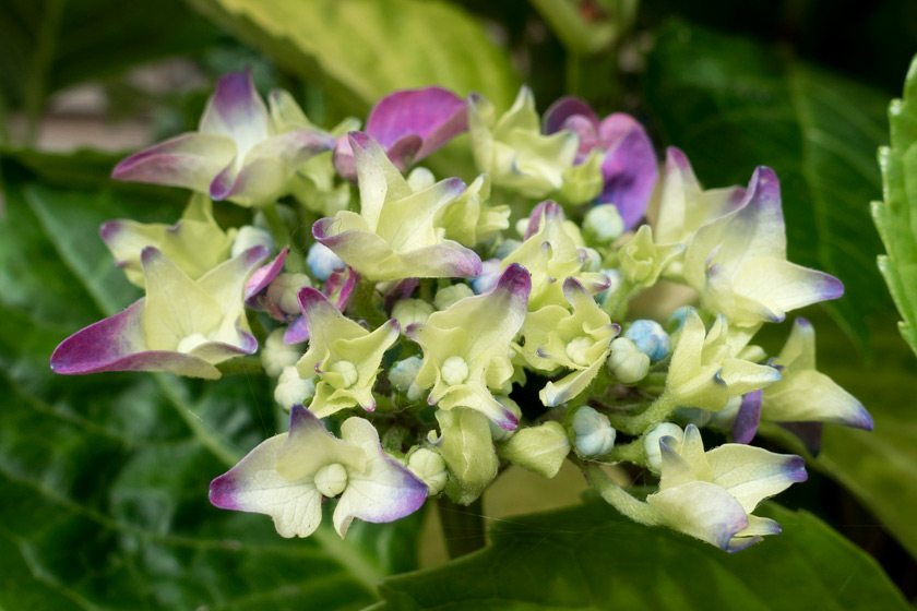 Opening hydrangea flowers