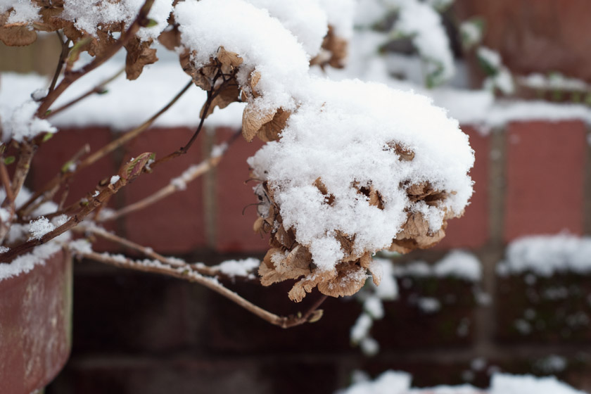 Snow covered hydrangea heads