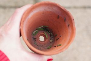 Pot with caterpillars inside