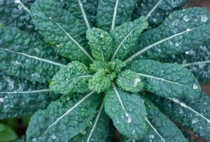 Leafy green kale with raindrops