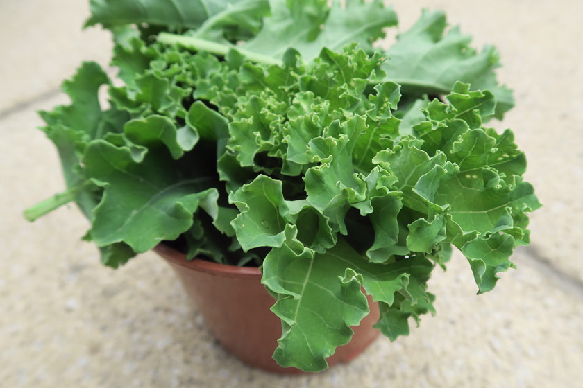 Pot of curly kale
