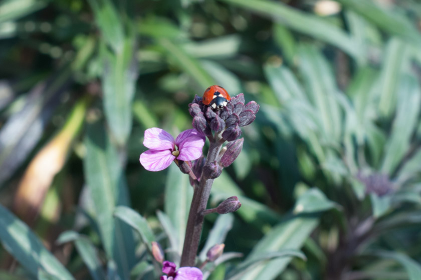 Ladybird on flower buds