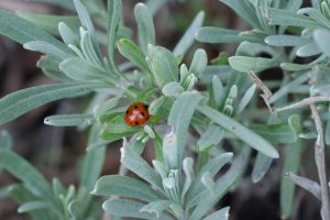 Ladybird in lavender