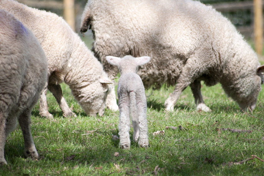 Lamb facing sheep