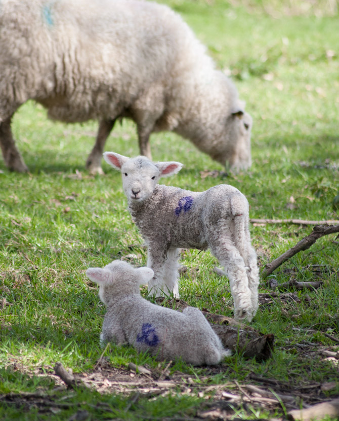 Lamb facing camera