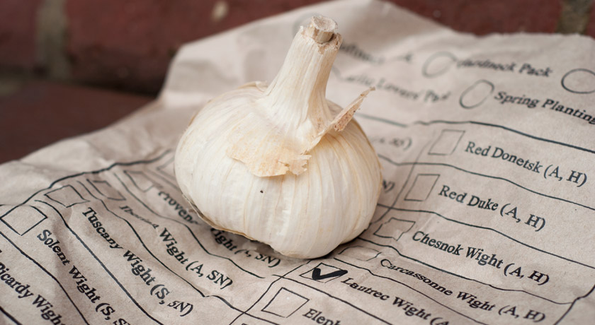 Garlic bulb on paper bag