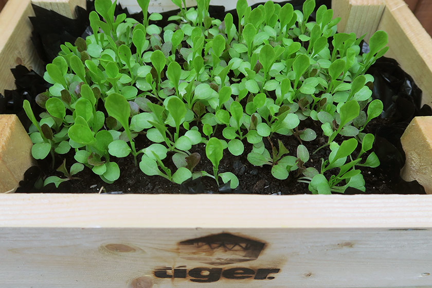 Lettuce in wood planter