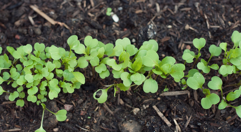 Tiny salad seedlings