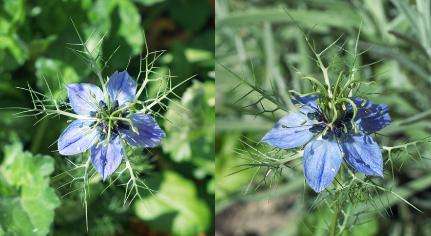 Blue Love-in-a-mist