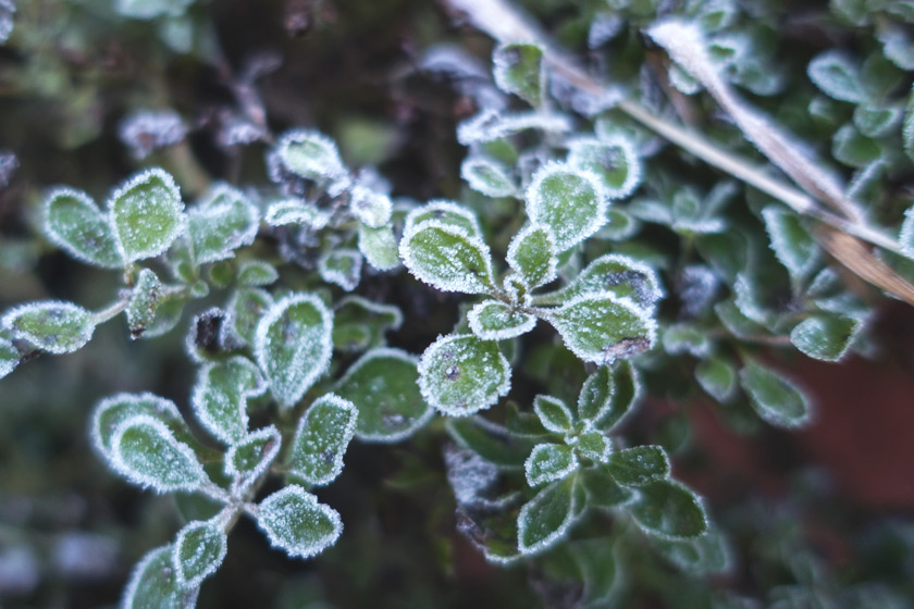 Frost covered marjoram