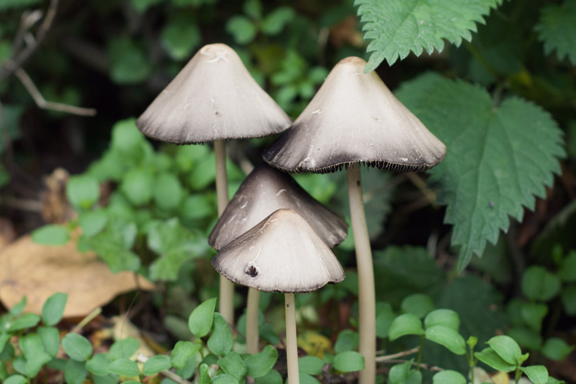 Mushroom heads