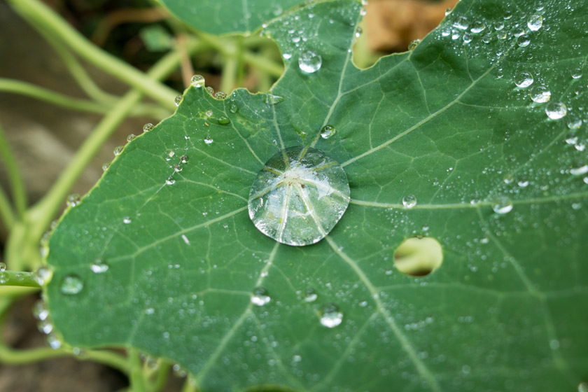 Water on nasturtium leaf