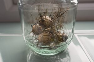 Seed pods in jar