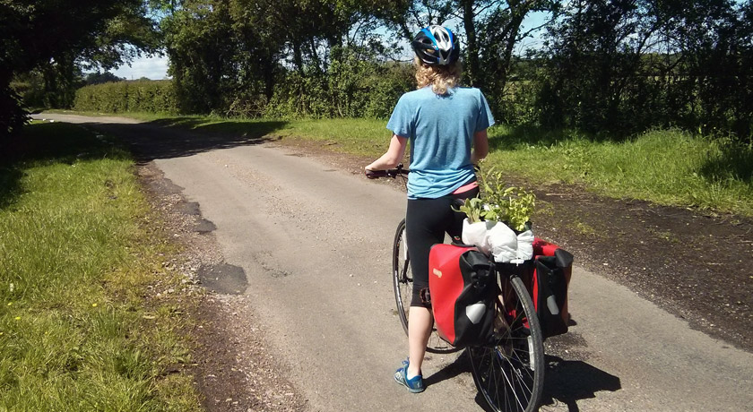 Plants and pannier bags on bike