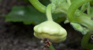 Round courgette on plant