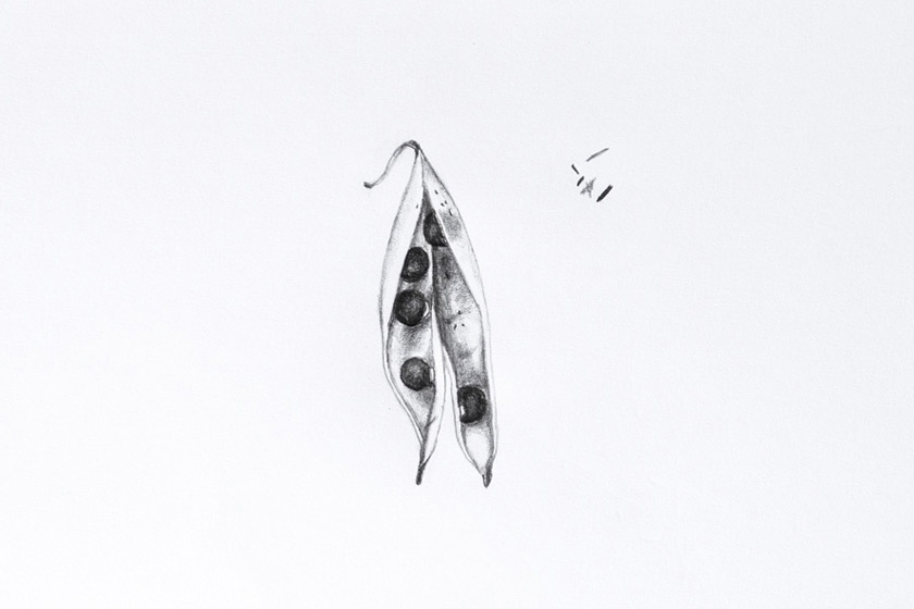 Drawing of open pea pod
