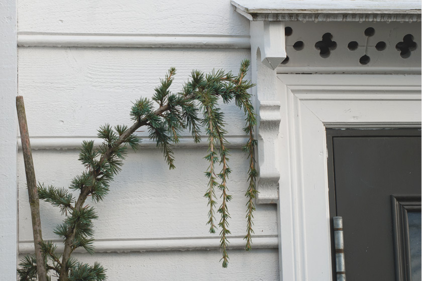 Pine growing on house