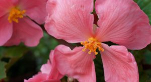 Pink Begonia
