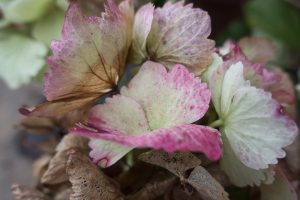 Green and pink hydrangea petals