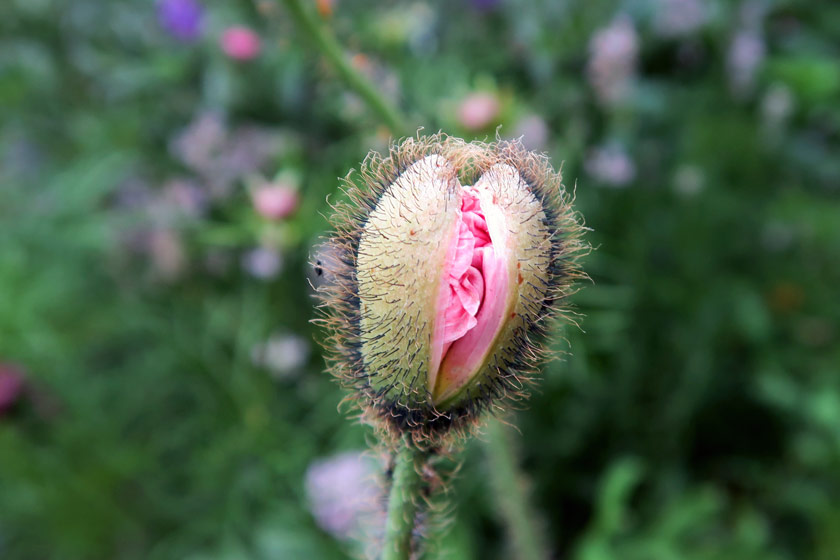 Petals in hairy bud