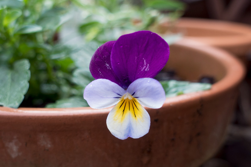Purple heartsease flower