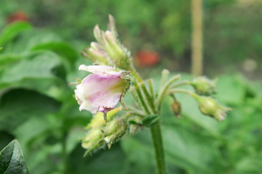 Pale pink potato flower