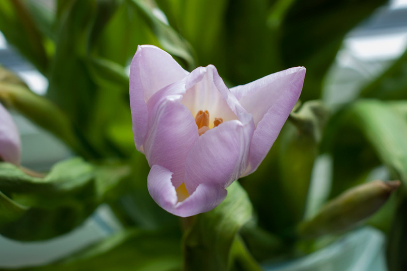 Closeup of tulip petals