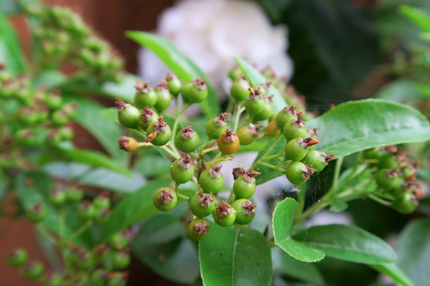 Green pyracantha berries