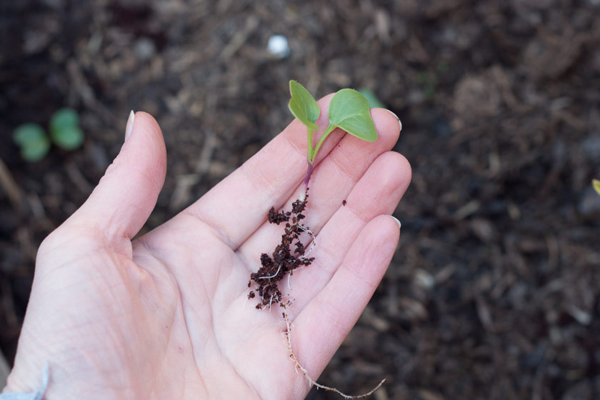 Seedling in hand