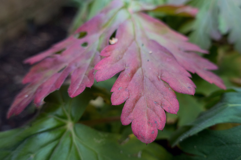 Red geranium leaf
