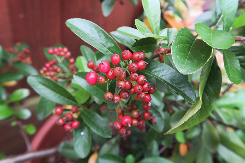 Red pyracantha berries