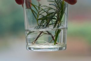Rosemary roots growing in water