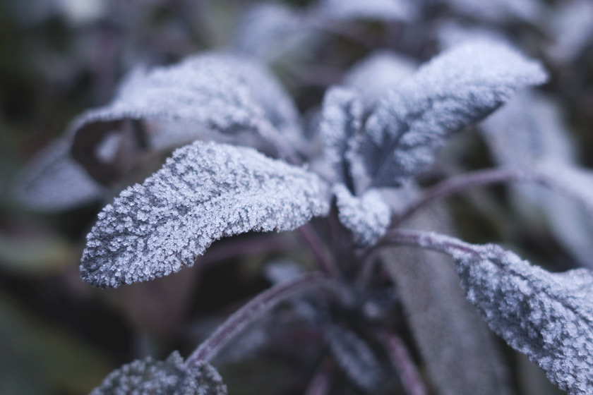 Frosty purple sage leaves