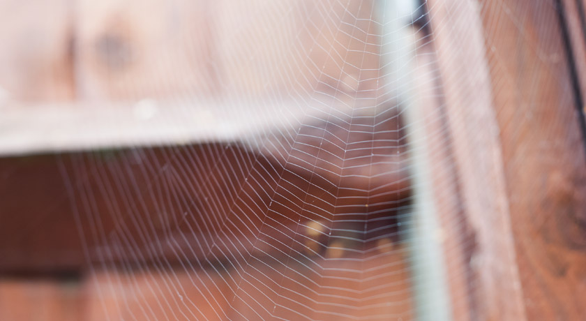Closeup of spiders web on fence