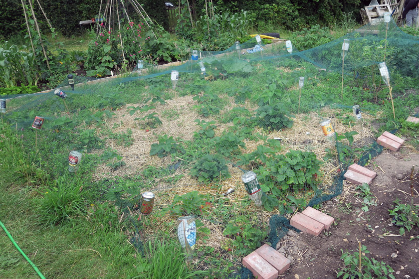 Netting over strawberry plants