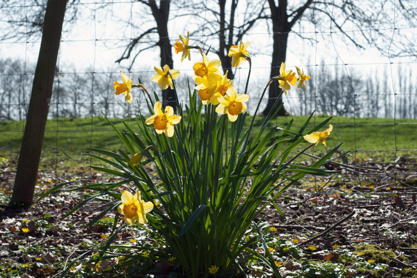 Yellow daffodils in the sun