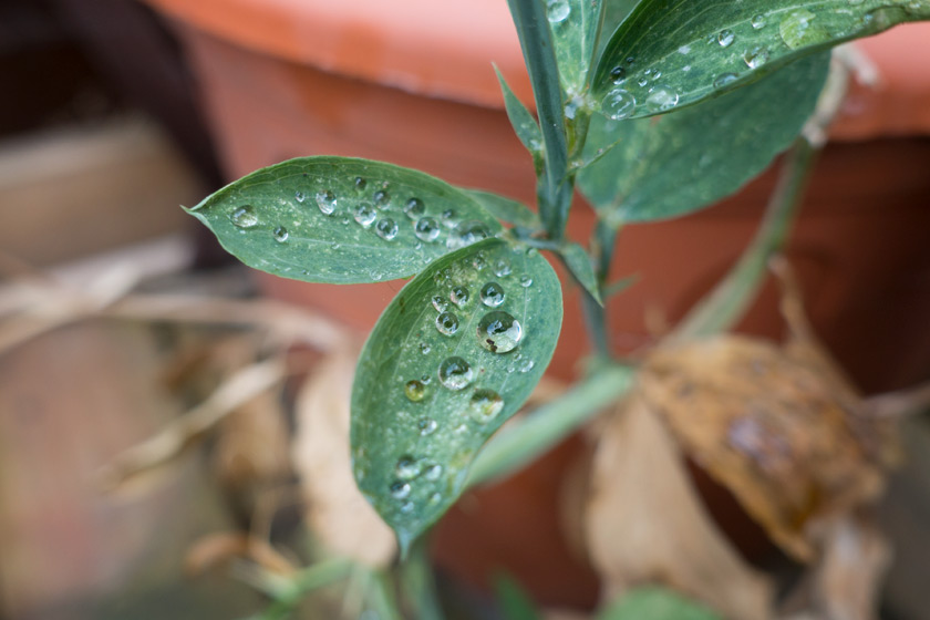 Water drops on sweet pea leaves