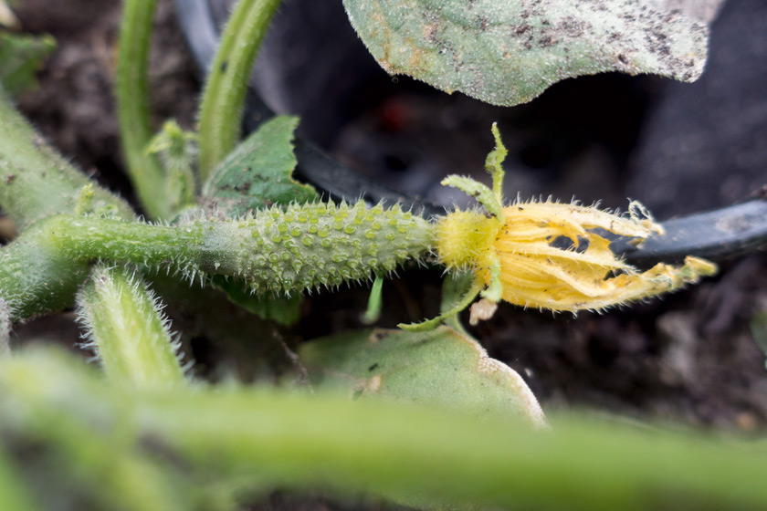 Tiny cucumber with flower