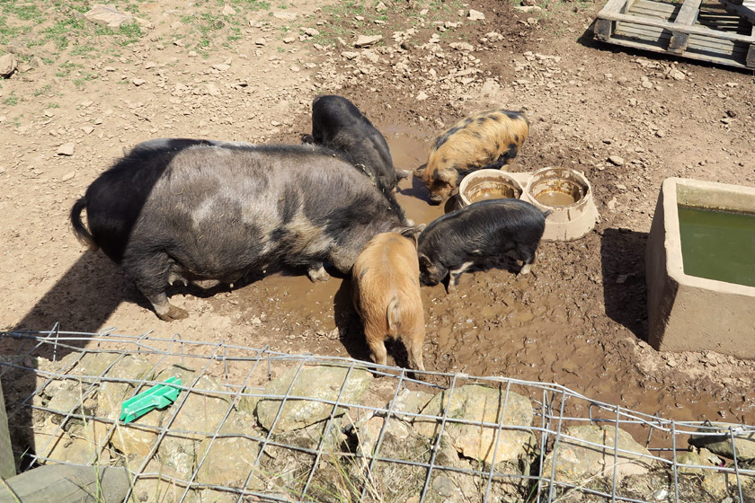 Middy pigs eating feed
