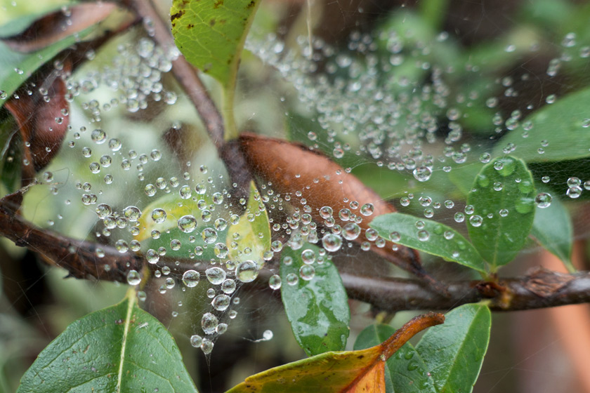 Water drops on spiders web