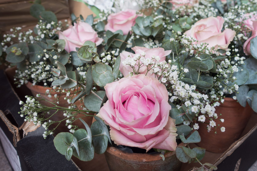 Pink roses and eucalyptus
